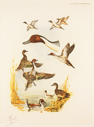Engraving, Hand coloured restrike engraving, Pintail Ducks
