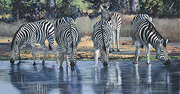 Pip McGarry, Original oil painting on canvas, Zebras Drinking, Botswana