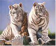 Pip McGarry, Original painting on Canvas. 