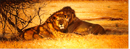 Pip McGarry, Original oil painting on Canvas