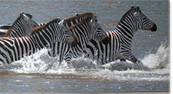 Wildlife: British Fine Art