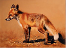 Pip McGarry, Original oil painting on Canvas. 