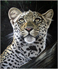 Pip McGarry, Original oil painting on Canvas. 