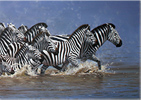 Pip McGarry, Original oil painting on Canvas. 