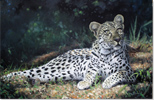 Pip McGarry, Original oil painting on Canvas. 