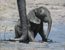 Pip McGarry, Original oil painting on Canvas. 