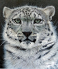 Pip McGarry, Original oil painting on Canvas. 