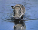 Pip McGarry, Original oil painting on Canvas. 