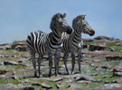 Pip McGarry, Original oil painting on Canvas. 