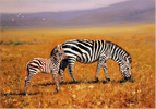 Pip McGarry, Original oil painting on Canvas. 