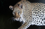 Pip McGarry, Original oil painting on Canvas. 