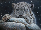 Pip McGarry, Original oil painting on canvas, Young Snow Leopard