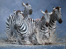 Pip McGarry, Original oil painting on Canvas