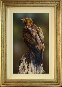 Wayne Westwood, Original oil painting on panel, Golden Eagle