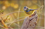 Wayne Westwood, Original Oil Painting