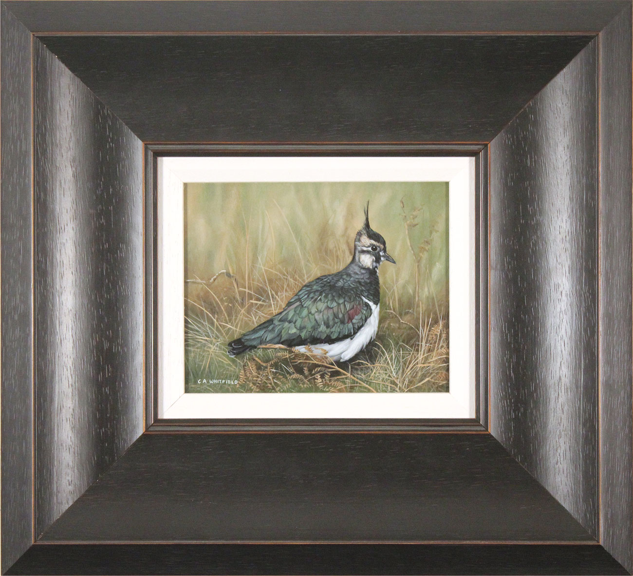 Carl Whitfield, Original oil painting on panel, Lapwing