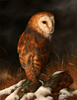Carl Whitfield, Original oil painting on panel, Barn Owl