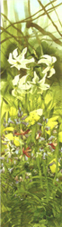 Mary Ann Rogers, Signed Limited Edition Print