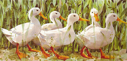Mary Ann Rogers, Signed Limited Edition Print