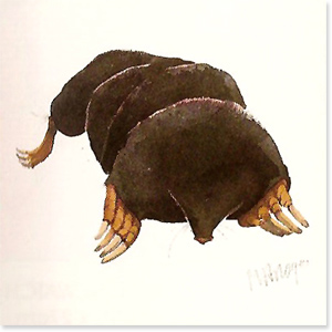 Mary Ann Rogers, Guinea Fowl, Signed Limited Edition Print