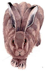 Mary Ann Rogers | Signed Limited Edition Print, Leveret