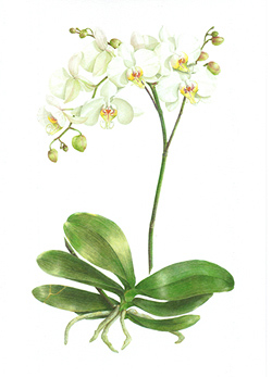 Susan Thomson. Phalaenopsis. Watercolour on paper