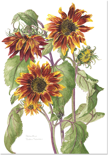 Susan Thomson. Helianthus Red. Watercolour
