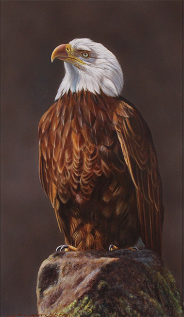 Wayne Westwood, Original oil painting on panel, American Bald Eagle 