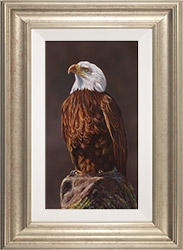 Wayne Westwood, Original oil painting on panel, Peregrine Falcon