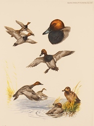 Engraving, Hand coloured restrike engraving, Pochard Duck Medium image. Click to enlarge