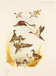 Engraving, Hand coloured restrike engraving, Pintail Ducks Medium image. Click to enlarge