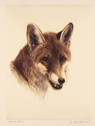 Engraving, Hand coloured restrike engraving, Fox Medium image. Click to enlarge