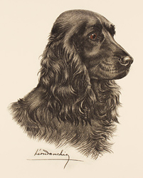 Engraving, Hand coloured restrike engraving, Black Cocker Spaniel  Medium image. Click to enlarge