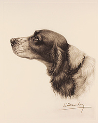 Engraving, Hand coloured restrike engraving, Black and White Cocker Spaniel Medium image. Click to enlarge