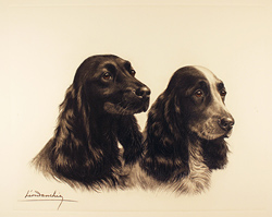 Engraving, Hand coloured restrike engraving, Black Cocker Spaniel 