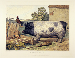 Engraving, Hand coloured restrike engraving, British Boar Medium image. Click to enlarge