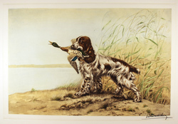 Engraving, Hand coloured restrike engraving, Cocker Spaniel and Duck Medium image. Click to enlarge
