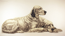 Engraving, Hand coloured restrike engraving, English Setters at Rest Medium image. Click to enlarge