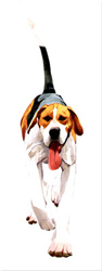 Mary Ann Rogers, Signed limited edition print, Rambler Medium image. Click to enlarge