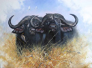 Pip McGarry, Original oil painting on canvas, Buffalo Brothers Medium image. Click to enlarge