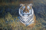 Pip McGarry, Original oil painting on canvas, Reclining Tiger Medium image. Click to enlarge