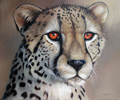 Pip McGarry, Original oil painting on canvas, Cheetah Portrait Medium image. Click to enlarge