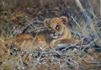 Pip McGarry, Original oil painting on canvas, Lion Cub Medium image. Click to enlarge