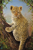 Pip McGarry, Original oil painting on canvas, Leopard Cub in a Tree Medium image. Click to enlarge
