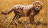 Pip McGarry, Original oil painting on canvas, Cheetah Cub Medium image. Click to enlarge