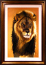 Pip McGarry, Original oil painting on canvas, Male Lion, Botswana Medium image. Click to enlarge