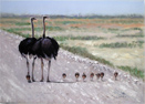 Pip McGarry, Original oil painting on canvas, Ostrich Family Medium image. Click to enlarge