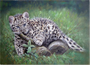 Pip McGarry, Original oil painting on canvas, Amur Leopard Cub Medium image. Click to enlarge