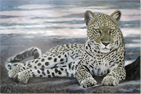 Pip McGarry, Original oil painting on canvas, Reclining Leopard Medium image. Click to enlarge