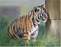 Pip McGarry, Original oil painting on canvas, Inquisitive Tiger Cub Medium image. Click to enlarge